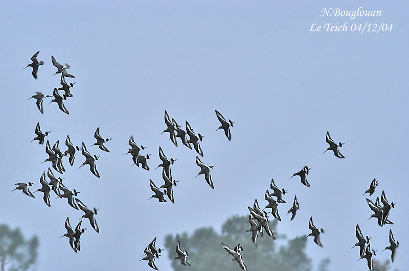 BLACK-TAILED-GODWIT