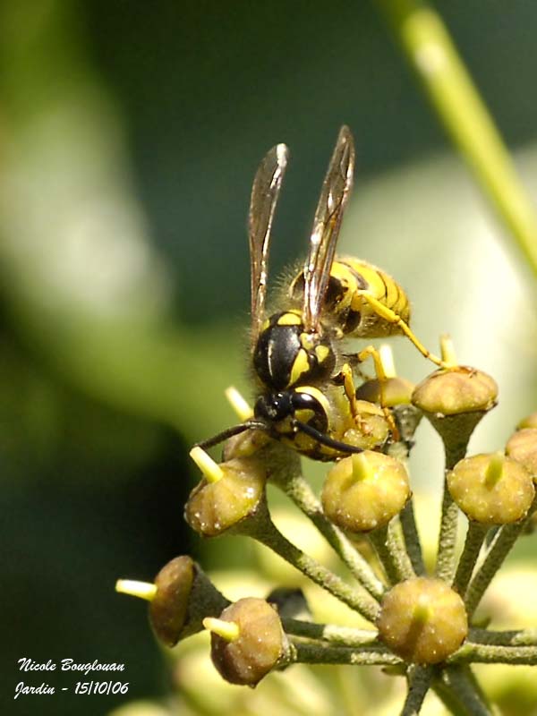 COMMON WASP