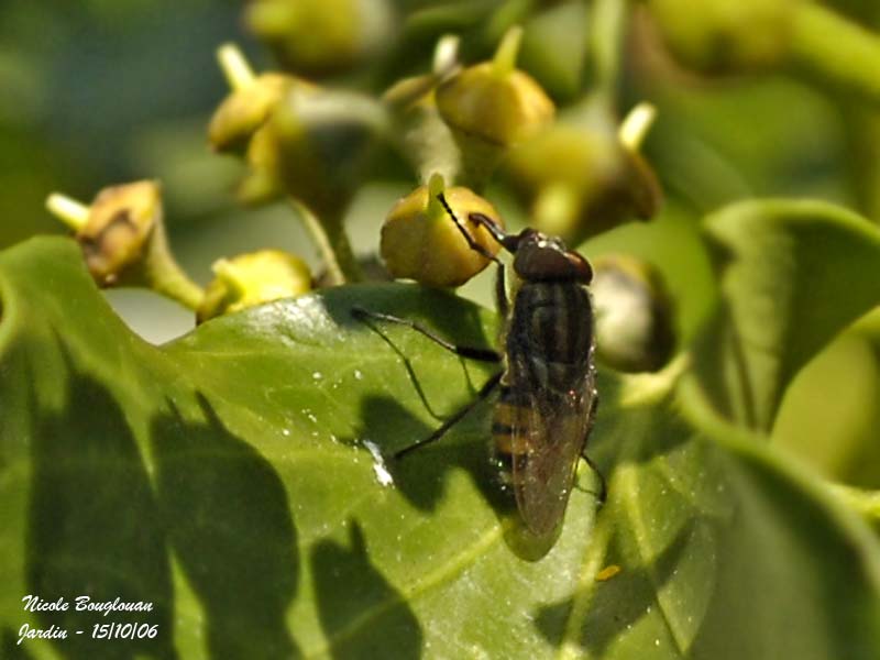 SYRPHIDAE - PLATYCHEIRUS