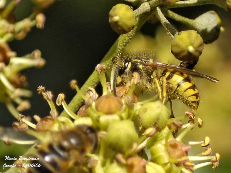 COMMON WASP