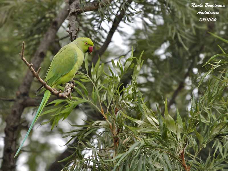 ROSE-RINGED PARAKEET female