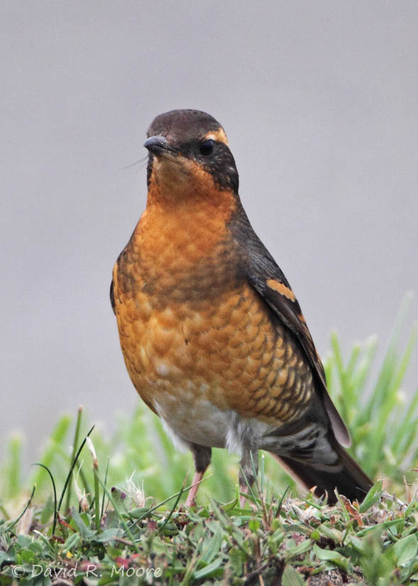 Varied Thrush
