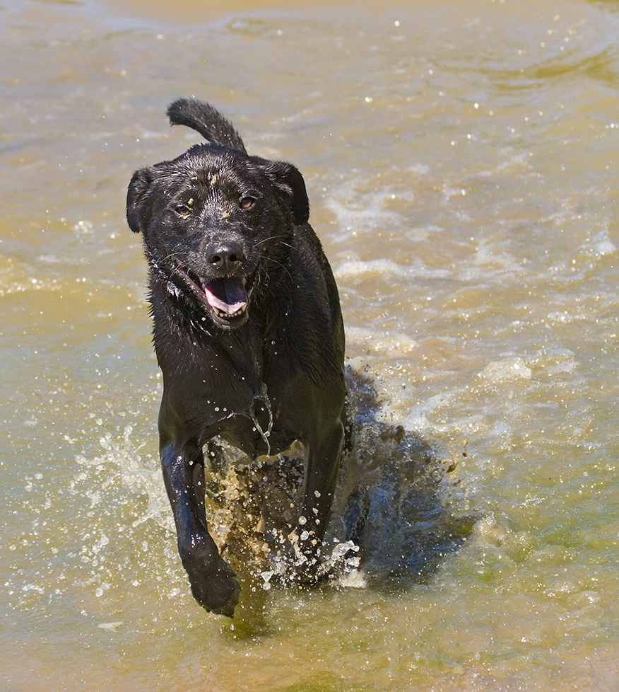 Happydog.jpg