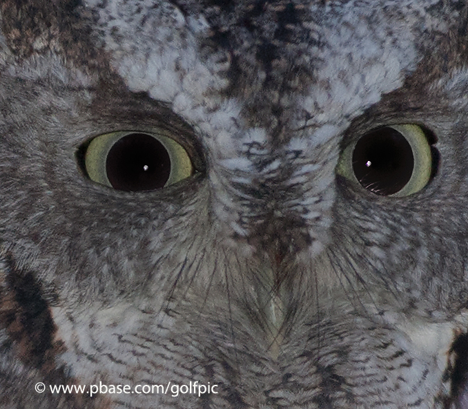 Eastern Screech Owl (gray morph)