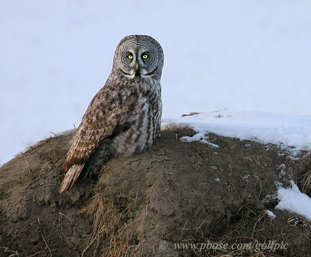 Great Gray Owl