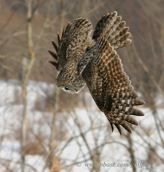 Great Gray Owl