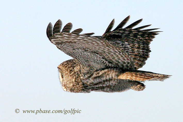 Great Gray Owl