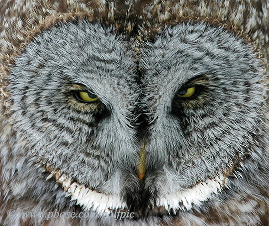 Great Gray Owl