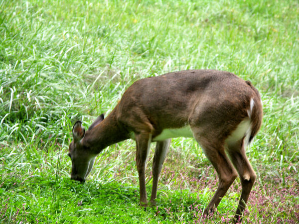 Bambi in the Smoky Mountains.jpg
