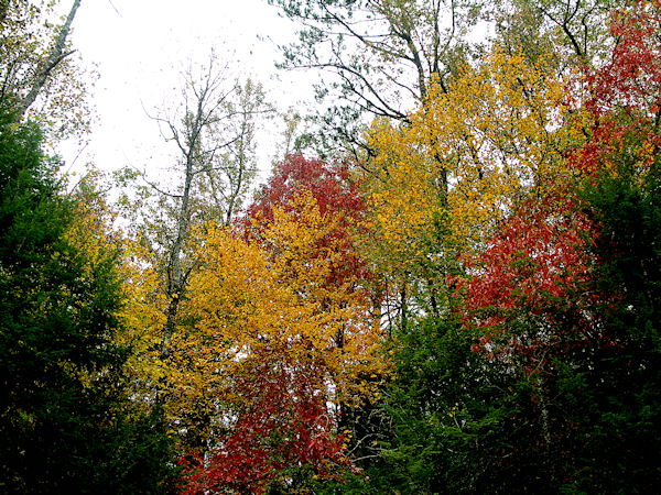 Colors of the Smoky Mountains in Fall.jpg