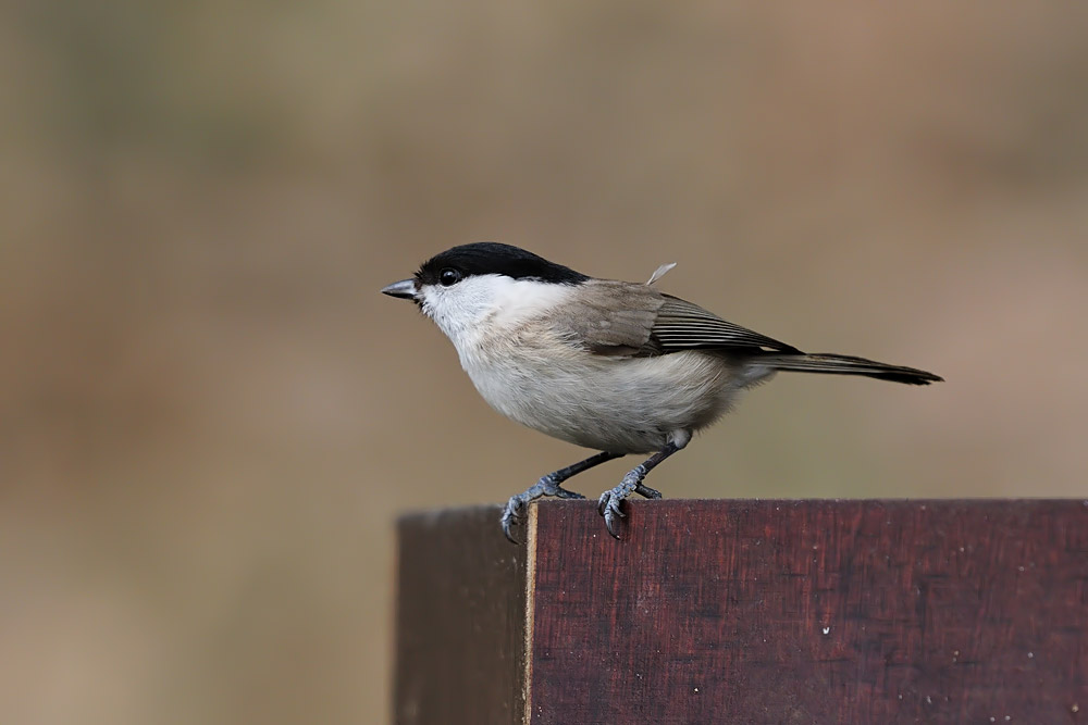 Parus palustris - Movirska sinica - Marsh tit