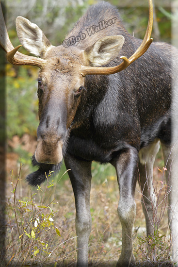 The Bull Approaches Closer In What Turns Out To Be His Curiousity