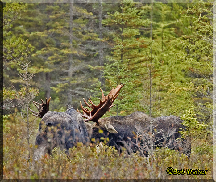 The Two Bull Moose Butt Heads