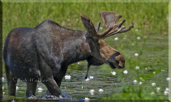 The Spring Bull Walks Around In The Pond