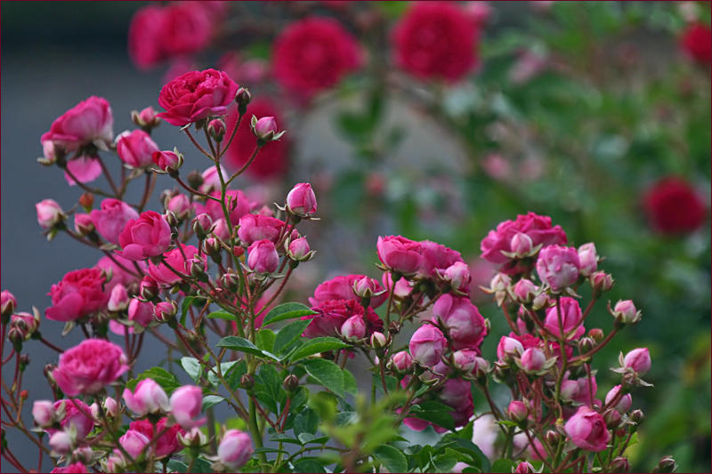 Roses Galore