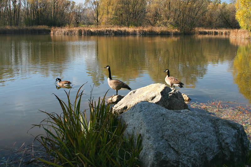 Pondering the Pond
