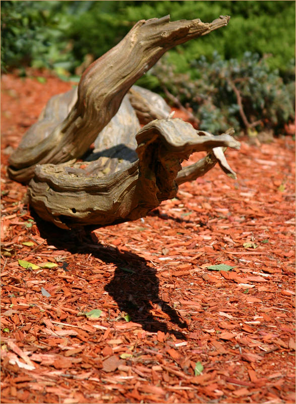 Driftwood