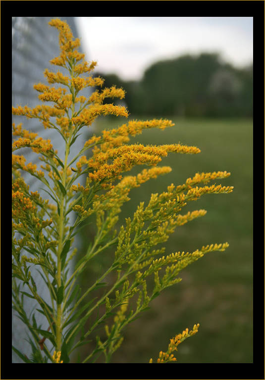 Golden Rod
