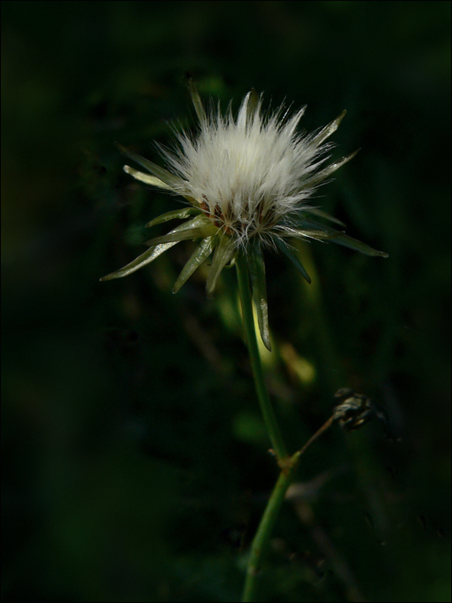 Crowning Plume