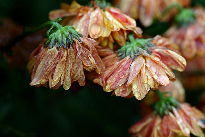 Raindrenched