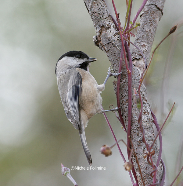 Chickadee 0044 11-4-06.jpg