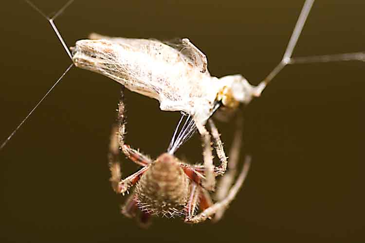 spider_ambush