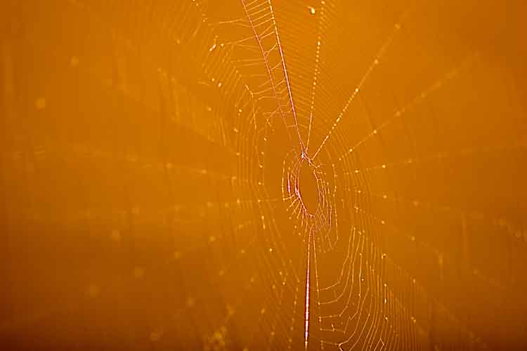 web copy.jpg