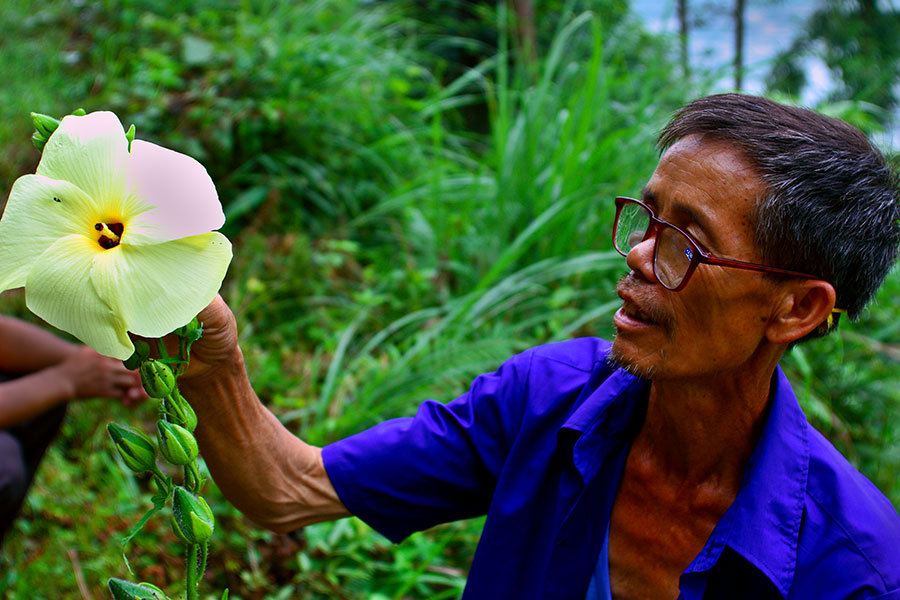 0004 Long Xian Qian showing a Malvaceae flower.