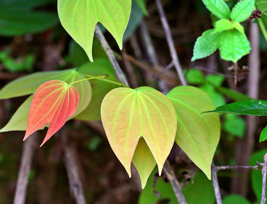 1781 Bauhinia leaf used in medicine and the stems are used to make rope.