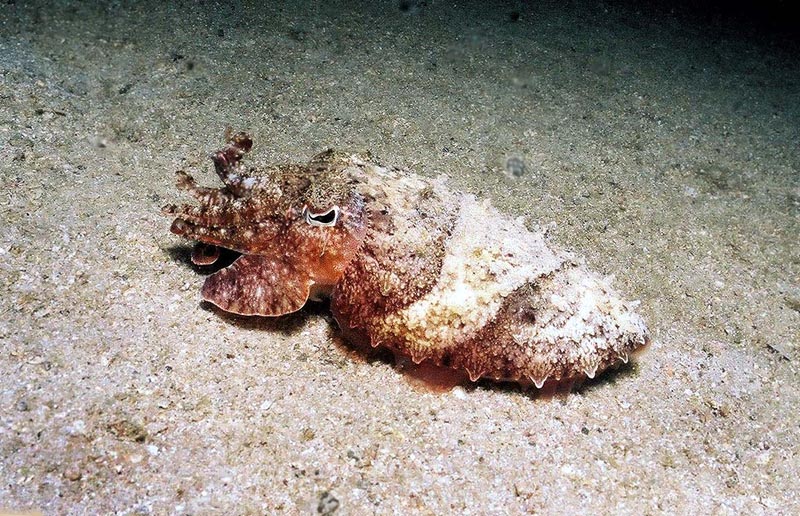墨魚 ...  inkfish/  cuttlefish
