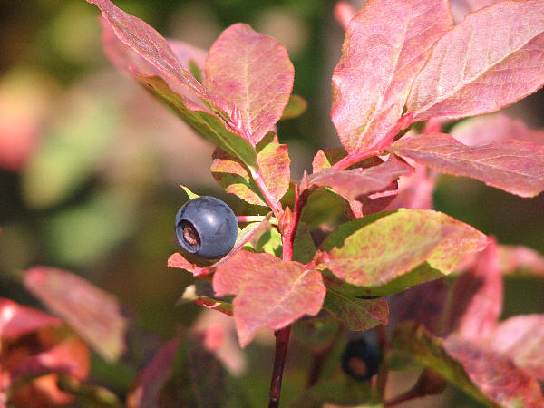 black huckleberry Vaccinium membranaceum.jpg