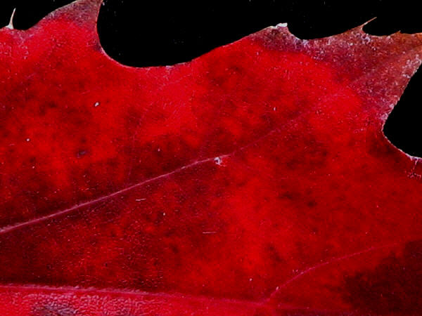 red maple macro