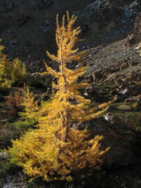 IMG_1445 Subalpine larch, Larix lyallii.jpg