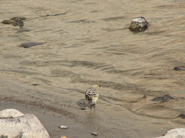 IMG_1449 Bird at Ingalls Lake.jpg