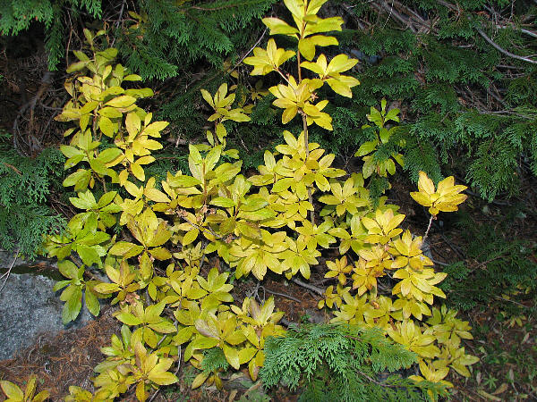 IMG_1602 White-flowered rhododendron.jpg