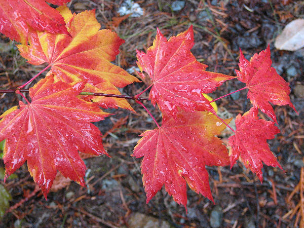 IMG_1628 vine maple.jpg