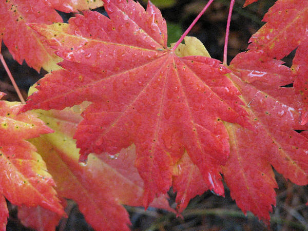 IMG_1630 vine maple.jpg