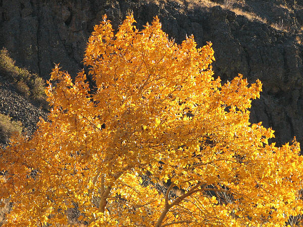 IMG_1941 Aspen.jpg