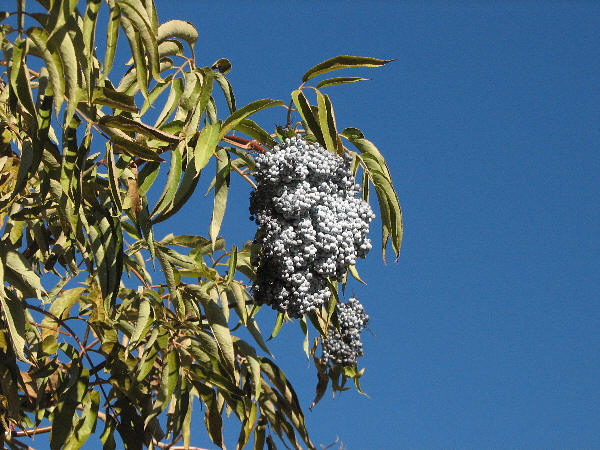 IMG_1922 Blue elderberry fruit