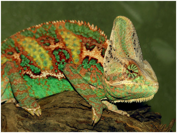 Veiled Chameleon