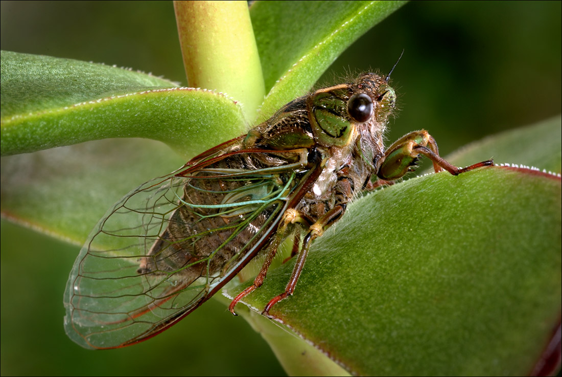 Cicada