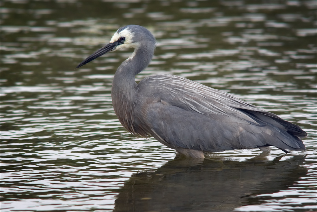 White-faced Heron