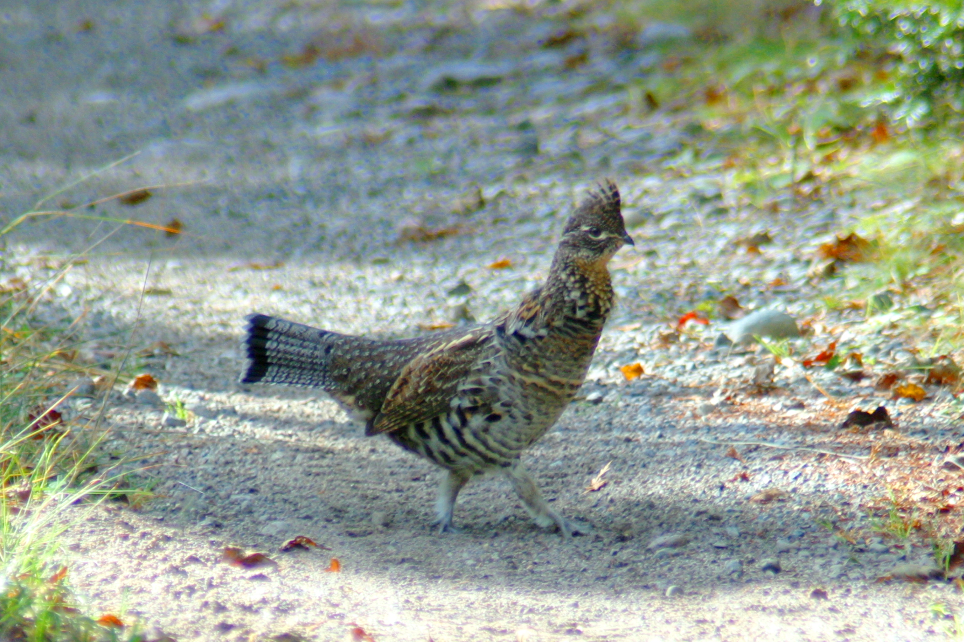 275  RUFFED GROUSE