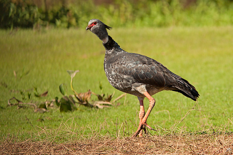 Southern Screamer (chauna torquata)