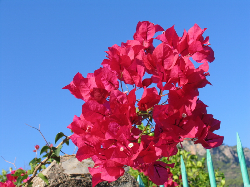 Flowers in the sky