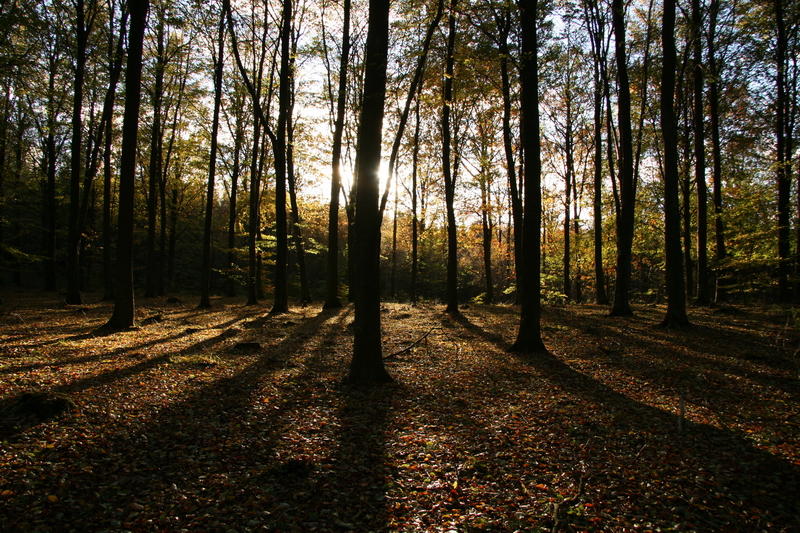 Fall