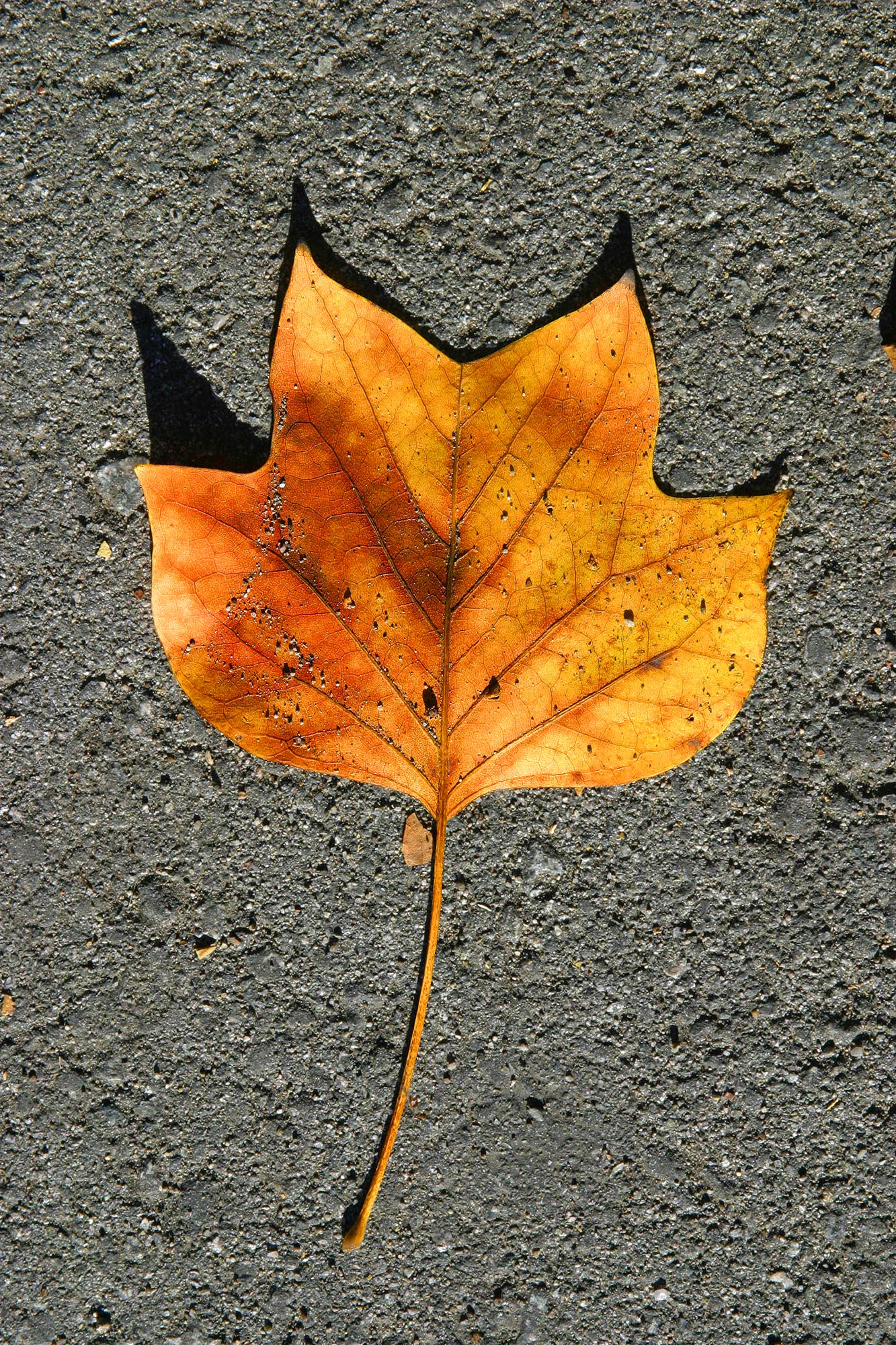 ex brown orange leaf on grey pavement mod.jpg