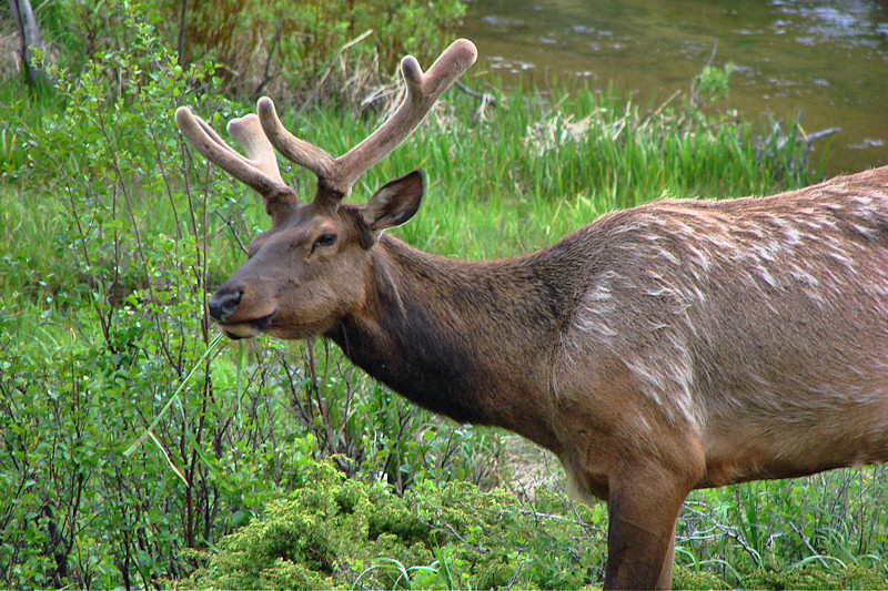Elk in Velvet