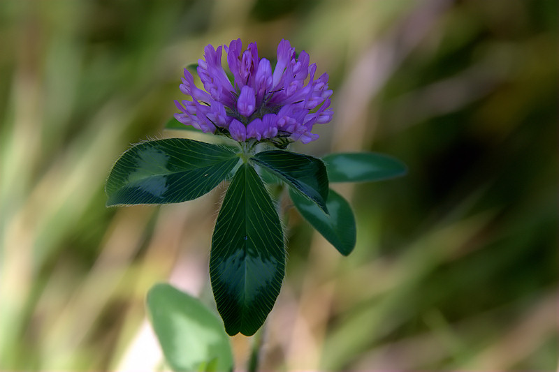 Clover Bloom