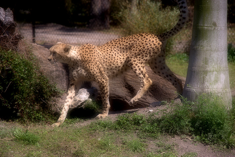 Here Kitty,Kitty